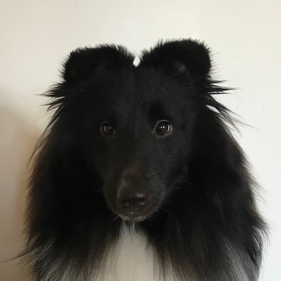 Picture of the author